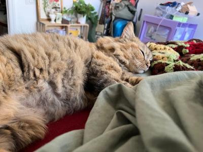 Indy the cat sleeping on a blanket