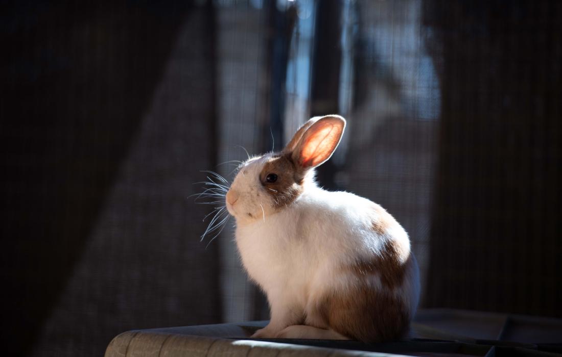 Jared the rabbit sitting in a sunbeam
