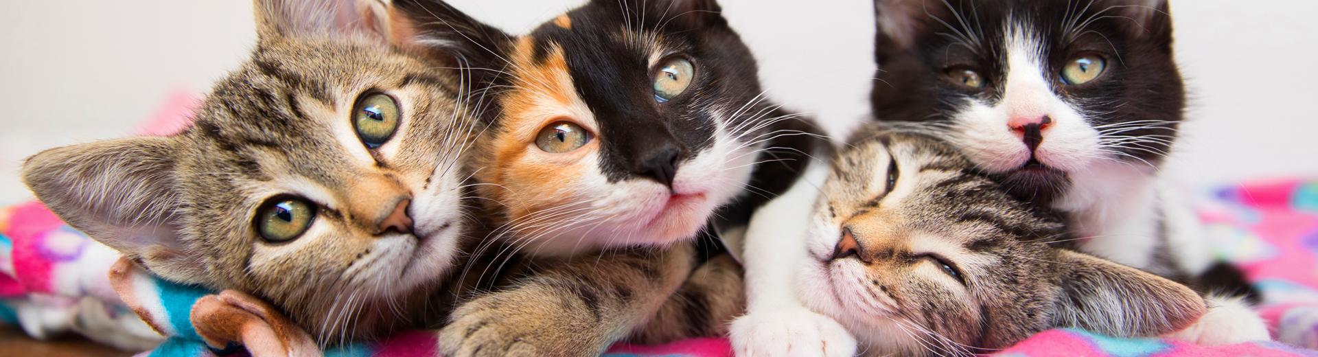 Four tiny kittens relaxing on a fuzzy blanket