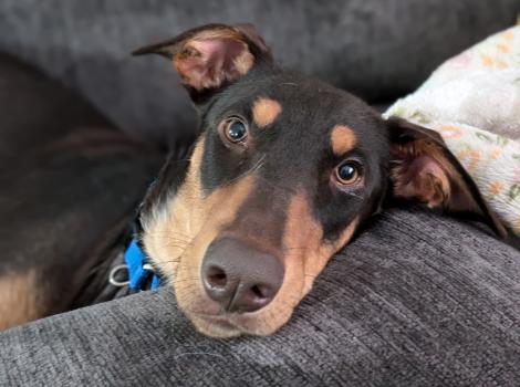 Maddie the dog lying down on a gray cushion
