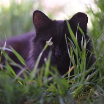 Black cat lying in grass