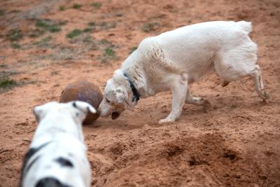 Kansas and Twister the dogs playing with a ball