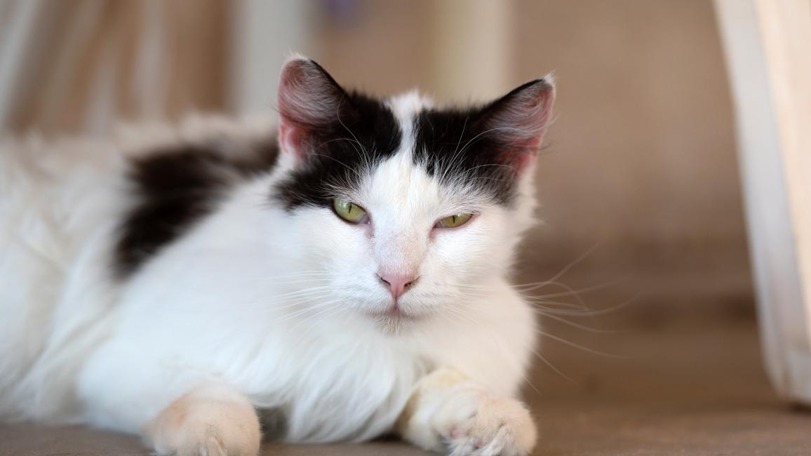 Kenobi the black and white cat lying down