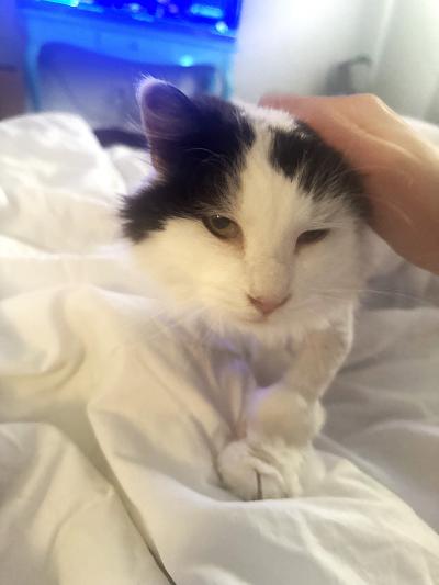 Kenobi the cat with a hand petting her head