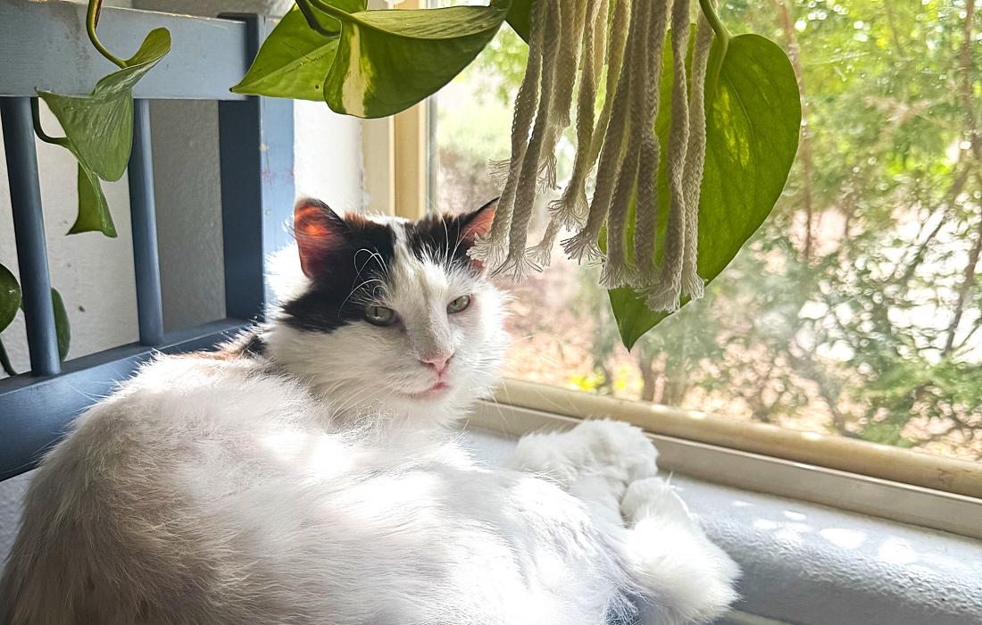 Kenobi the cat next to a window below a plant