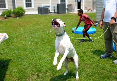 Leashed white dog jumping up in the air to go after bubbles