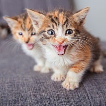 Orange, black and white kittens on gray chair with one meowing