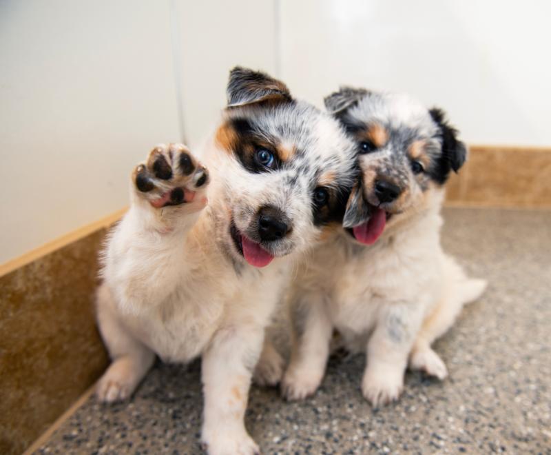 Two tiny puppies sitting on the floor side-by-side, with one waving