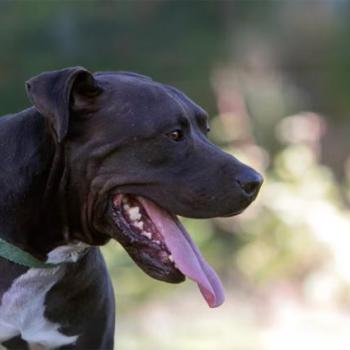 Large brown dog, Lance the Vicktory dog