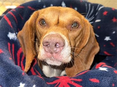 Lily Bean the beagle