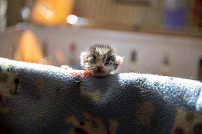 Neonatal kitten lying on a blanket