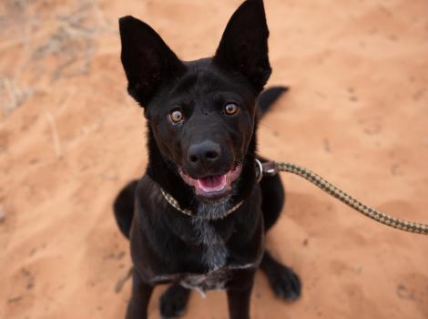 Llorona the black puppy smiling and sitting outside on the sand