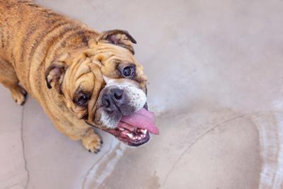 Bulldog whose tongue is out