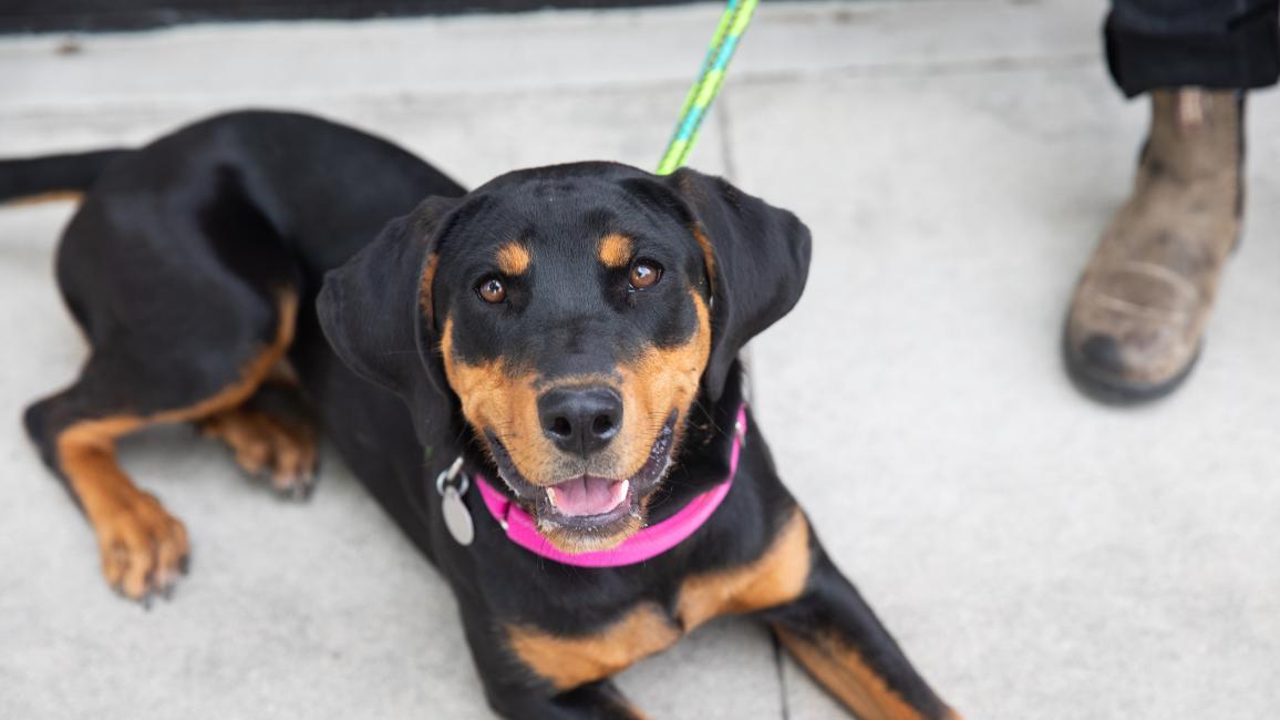 Black and white dog lying on a floor wearing a pink collar beside a person's foot