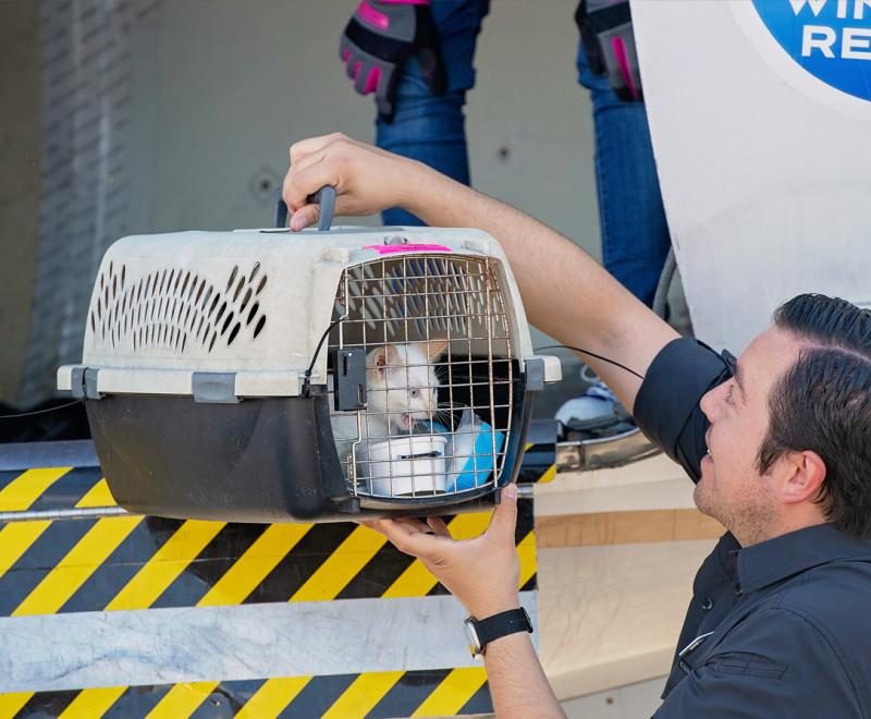 Person grabbing honey the kitten in a carrier from her flight transport from Texas flooding