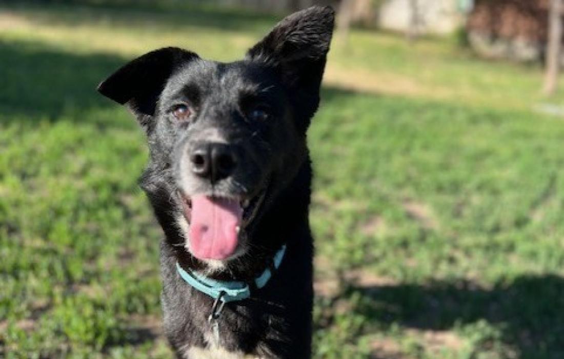 Luck the dog outside on green grass with his mouth open in a smile with tongue out