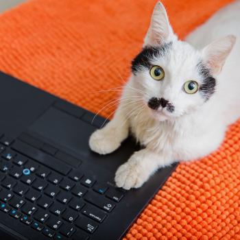 Cat lying with paws on a laptop