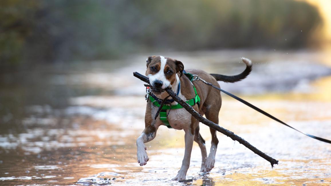 Leashed dog carrying a large stick in her mouth in front of a river