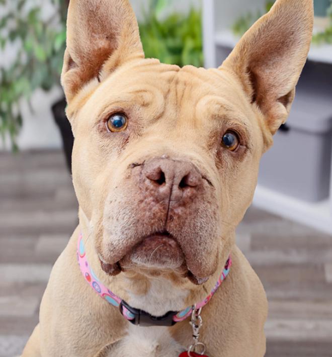 Short haired tan dog sitting in middle of living room