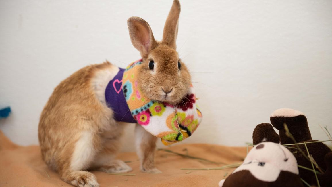 Marilyn Bunroe wearing a bandage and a colorful soft e-collar following her surgery