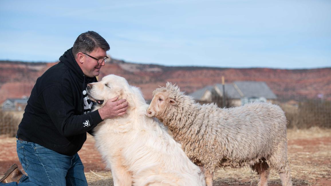 Josie the sheep with Claude the dog and Matt Claflin