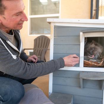 Man feeding a cat