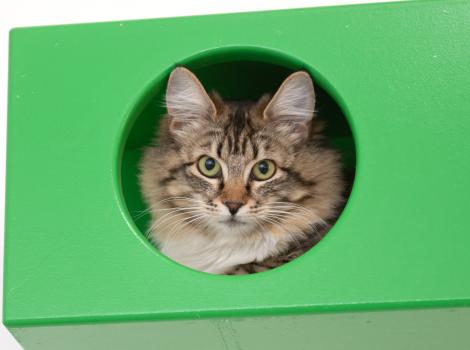Brown tabby cat whose head is looking out of a round hole in a green box