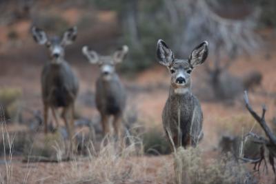 Three mule deer, all with upright ears