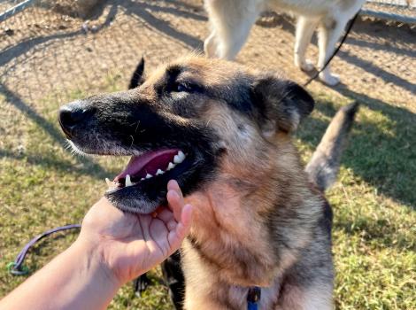 Person scratching Nala the dog's chin