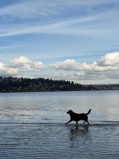 Silhouette of Ciaran the dog walking in a lake