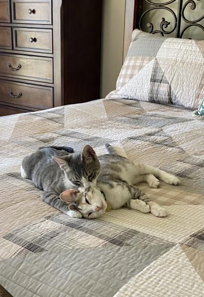 Trixx and Misti the cats snuggled together on a bed