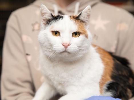 Person holding a calico cat
