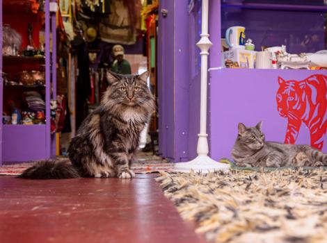 Franklin and Nigel the cats in the vintage shop