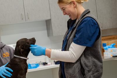 Gloved person touching a black puppy
