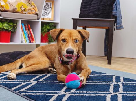 Dog with two different colored eyes and licking his lips in a home environment holding a toy ball