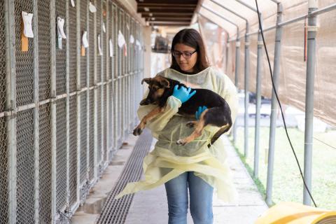 Shelter employee carrying dog next to kennels