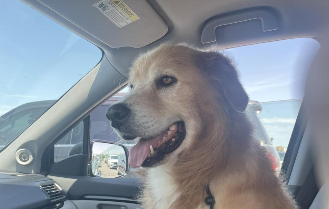 Happy looking dog in the side seat of a car going to his foster home