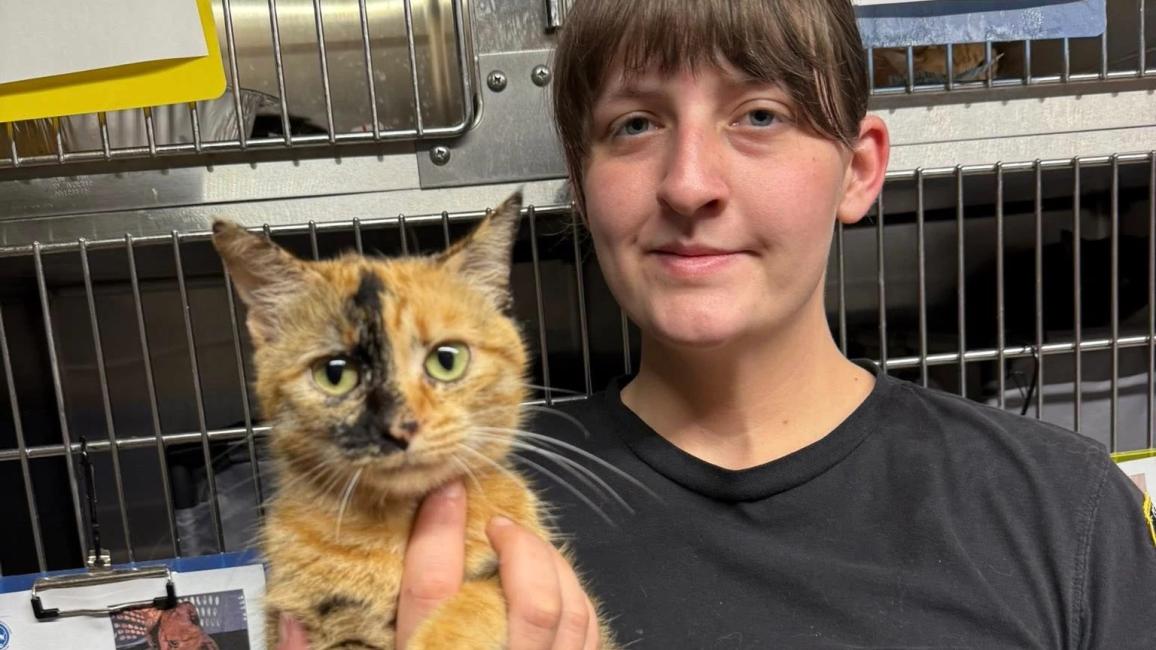 PAWS staffperson holding a tortoiseshell cat in front of stainless steel kennels