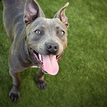 Dark brown pitfall smiling on green grass