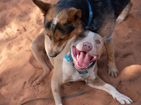 Bonito the dog smiling wide in a playgroup with another dog