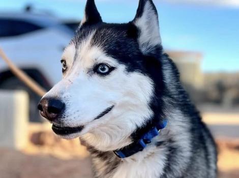 Stella the dog outside on a leash