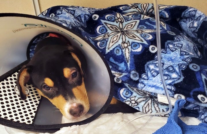Felix the puppy lying under a blanket and wearing a medical cone