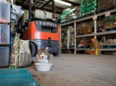 Cat sitting in a warehouse