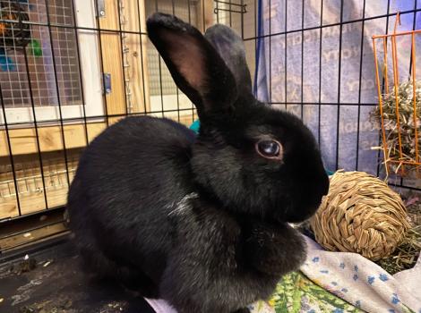 Vader the rabbit in a kenne