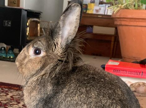 Profile of Sasquatch the rabbit