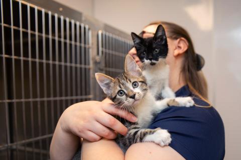 Person holding two tiny kittens in their arm in an animal shelter