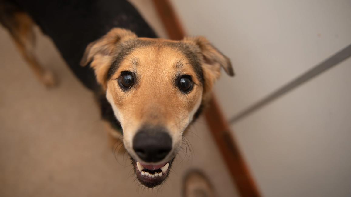 Rainbow the dog, smiling with mouth open