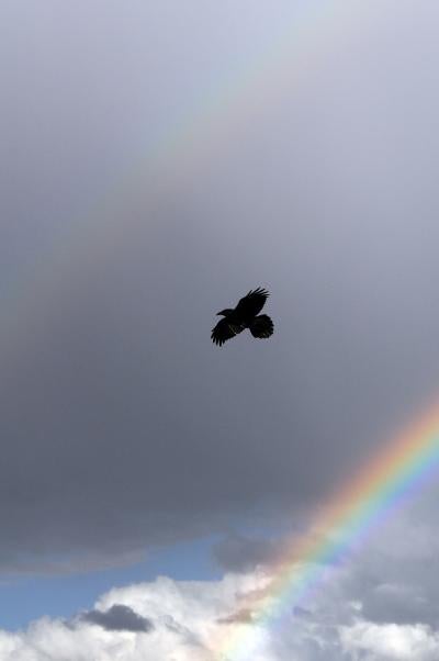 Raven flying with a double rainbow in the background