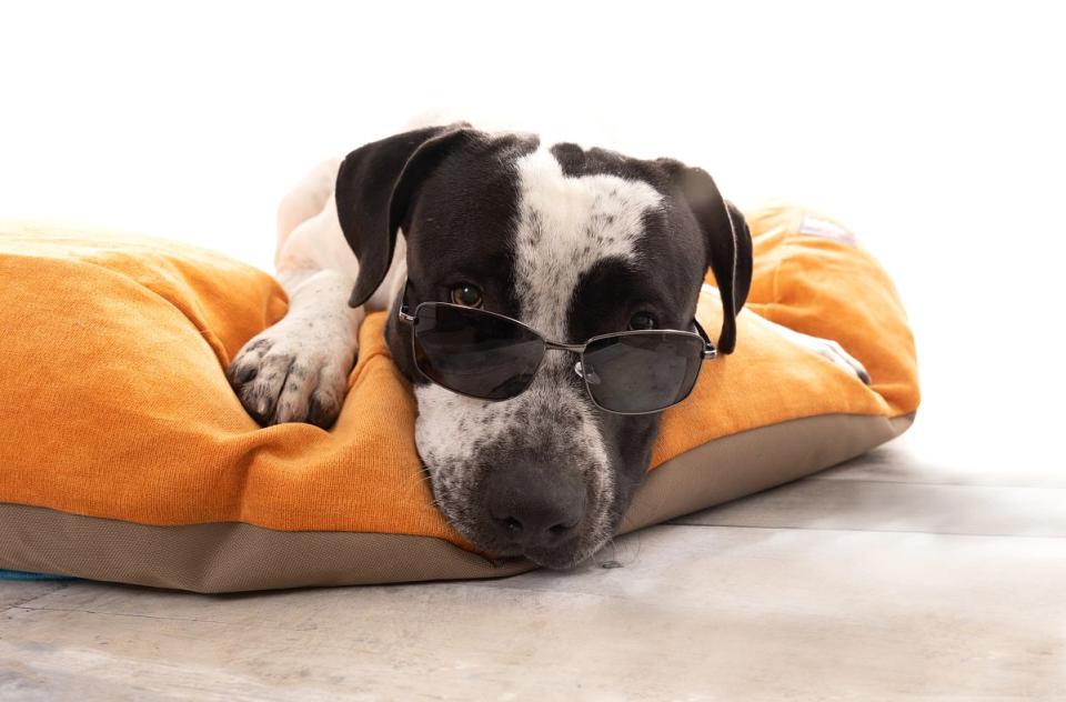 Dog in sunglasses lying on dog bed.