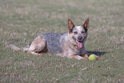 Ruffles the dog outside on grass with a ball